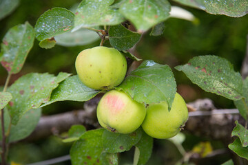 Obraz premium Pommier