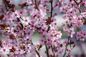 Fototapeta premium Canadian black plum Prunus nigra light pink flowers in bloom, beautiful flowering ornamental shrub with brown red leaves