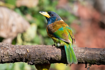 Great Barbet photographed in Sattal, India