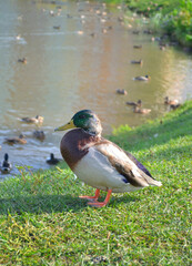 Wild ducks with male duck at the edge of a lake in sunny autumn day. Closeup. Nature.  Vertical  view 