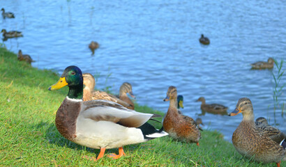 Beautiful wild ducks in the grass standing at the edge of a lake in sunny autumn day. Closeup. Nature.  