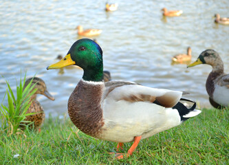 Beautiful male wild duck in the grass standing at the edge of a lake in sunny autumn day. Closeup. Nature.  