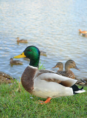 Beautiful male wild duck in the grass standing at the edge of a lake in sunny autumn day. Closeup. Nature.  Vertical view 