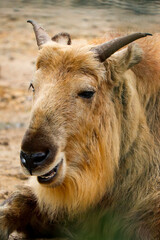Fototapeta premium Portrait of a Sichuan takin or Tibetan takin 