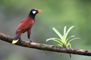 Montezuma oropendola perched on bromelia branch