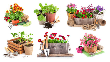 Set of Bouquet flowers in pot with garden tools. Isolated on white background.