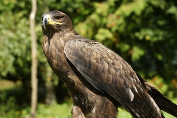 Eagle