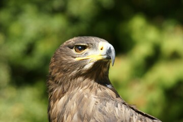 Eagle