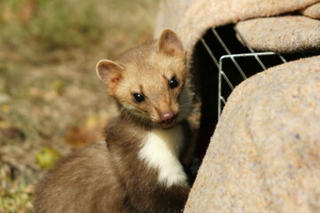 Pine marten from clouse up