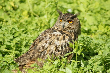 Eurasian Eagle-owl in the grass