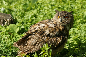 Eurasian Eagle-owl in the grass