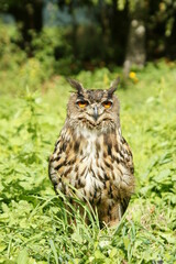Eurasian Eagle-owl in the grass