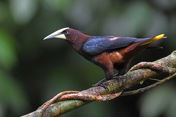 Chestnut-headed oropendola perched on branch