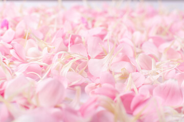 Fototapeta premium Pink Carnation Petals Texture, Dianthus or Schabaud Background