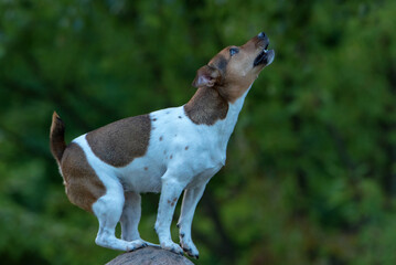Jack russell terrier posing on a rock in a summer park.