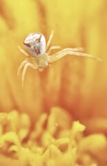 A light spider crawls on a yellow flower. spider close-up.