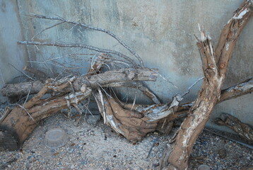 Troncos madera