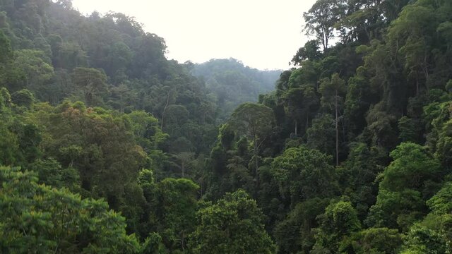 Aerial shot pedestal up from trees to view of rainforest in Gunung Leuser National Park, the Tropical Rainforest Heritage of Sumatra, Indonesia
