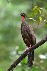 Crested guan perched on branch in forest