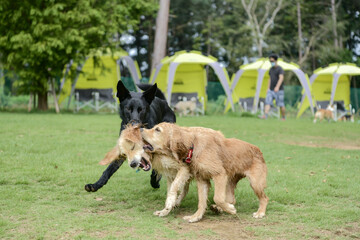 ドギーズアイランド／ゴールデンレトニエル