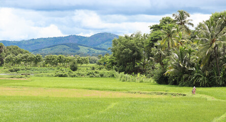 landscape with trees and mountains