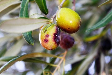 Olives of Manaki variety on olive tree branch in the outskirts of Athens in Attica, Greece.