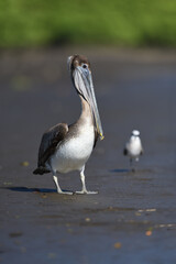 Brown pelican walks on river bank