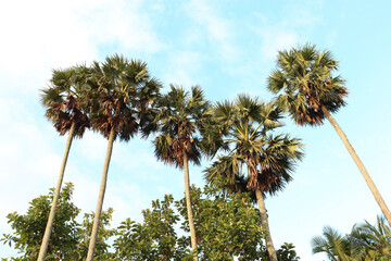 Obraz premium palm trees against blue sky