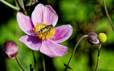 Park der Sinne  - Hannover