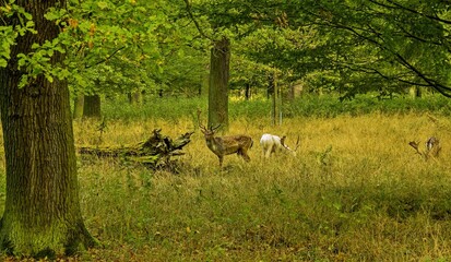 Hannover Tiergarten