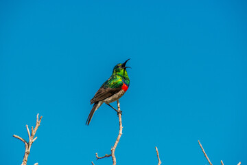 southern double-collared sunbird or lesser double-collared sunbird is a small passerine bird , string on a branch with a blue sky in the background