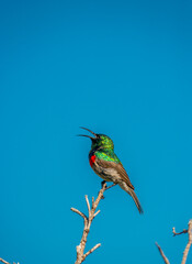 southern double-collared sunbird or lesser double-collared sunbird is a small passerine bird , string on a branch with a blue sky in the background
