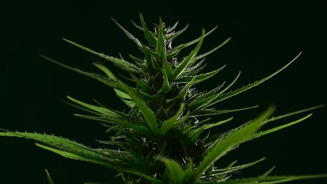 Industrial hemp Cannabis sativa or marijuana, growing on farming field. Herbal alternative medicine, cbd oil, pharmaceutical industry. Rotating and accelerating. Artificial light, dark background