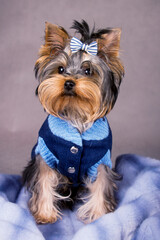 portrait of a Yorkshire Terrier in the Studio