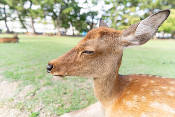 奈良公園の目を閉じた鹿のクローズアップ