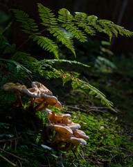 Pilze mit Farn
