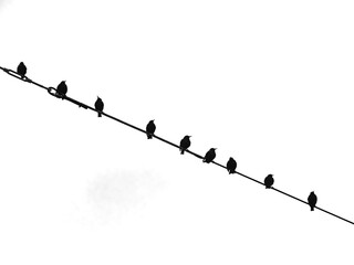 silhouette of birds on a wire against a white background