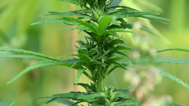 Industrial hemp Cannabis sativa or marijuana, growing on farming field. Herbal alternative medicine, cbd oil, pharmaceutical industry. Close up, shallow depth of field, real time, handheld, tilt up