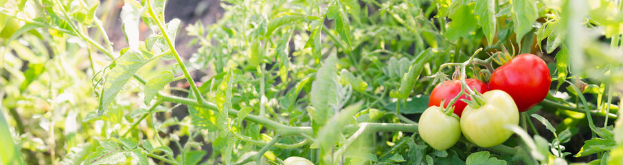 Medium ripening tomatoes on the background of the beds. The concept of ripening autumn fruits. Selective focus. Photo banner.