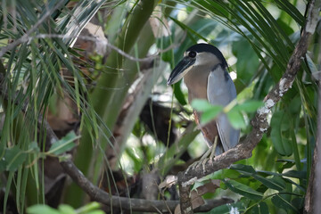 Boat-billed heron perched on branch