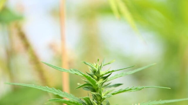 Industrial hemp Cannabis sativa or marijuana, growing on farming field. Herbal alternative medicine, cbd oil, pharmaceutical industry. Close up, shallow depth of field, real time, handheld, tilt down