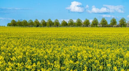 Fototapeta premium Raps