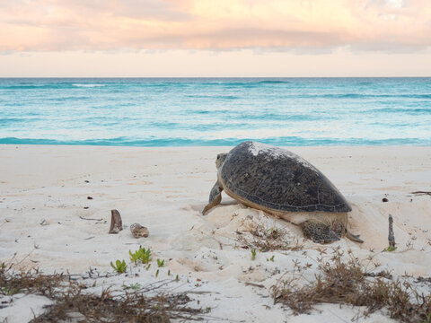Retour &agrave; la mer