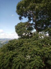 tree in the mountains