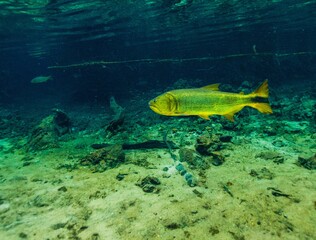Fototapeta premium fish in aquarium