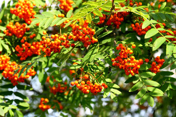 Red berries