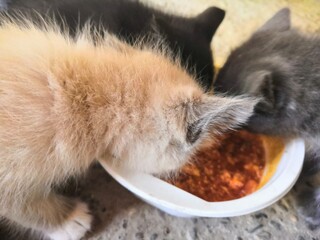 Obraz premium cat eating food