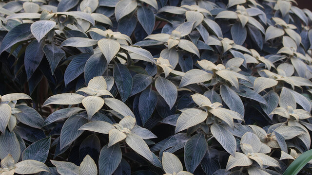 Plant with large white powdery leaves growing in a garden