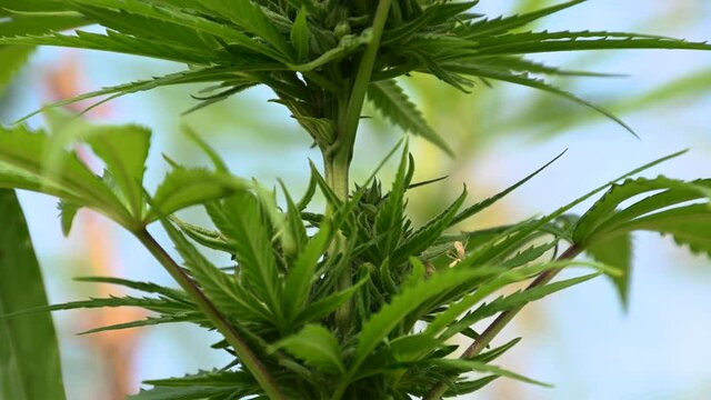 Hemp Cannabis sativa or marijuana or industrial hemp, growing on farming field and sway in breeze. Herbal alternative medicine, cbd oil, pharmaceutical industry. Close up, shallow depth of field