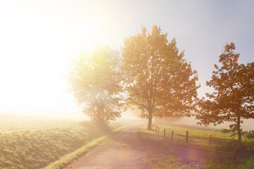 Weg zwischen Feldern bei Morgennebel